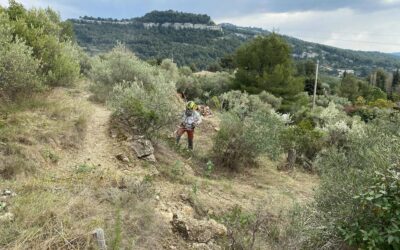 Réhabilitation de l’oliveraie de la Bastide Neuve, le fonds de dotation Marcel Pagnol